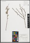 Foto von Salix purpurea L.